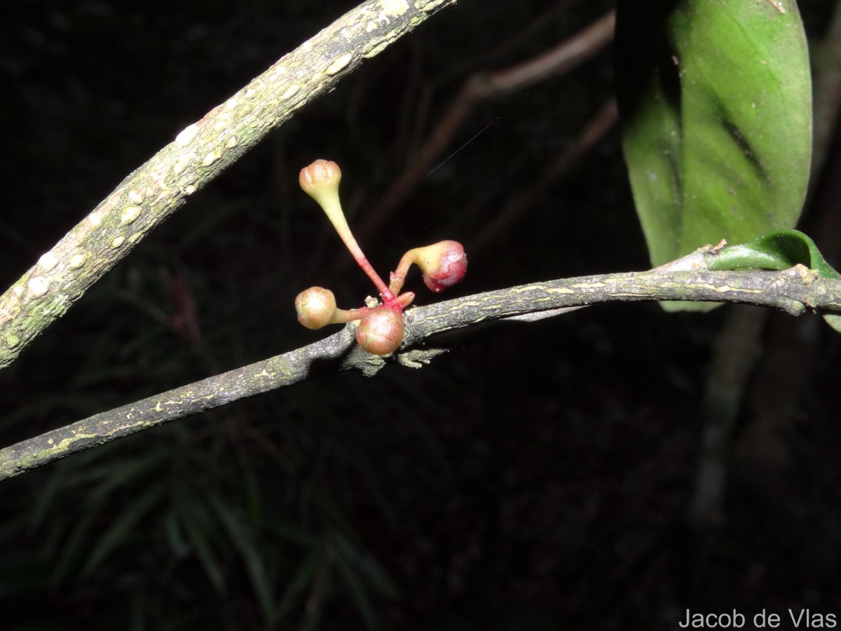 Euonymus revolutus Wight